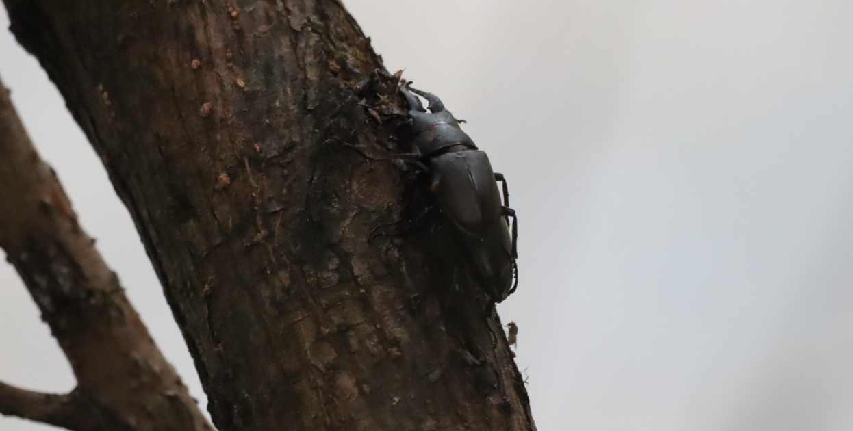 ノコギリクワガタのペア-2組目_川縁のヤナギ_2023年6月10日5時10分気温19.3度 霧雨